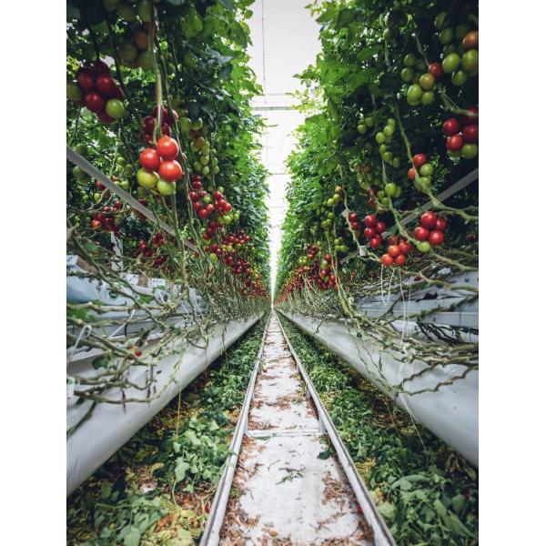 Теплица с арочной крышей для орошения солнечными лучами и посадки цветов