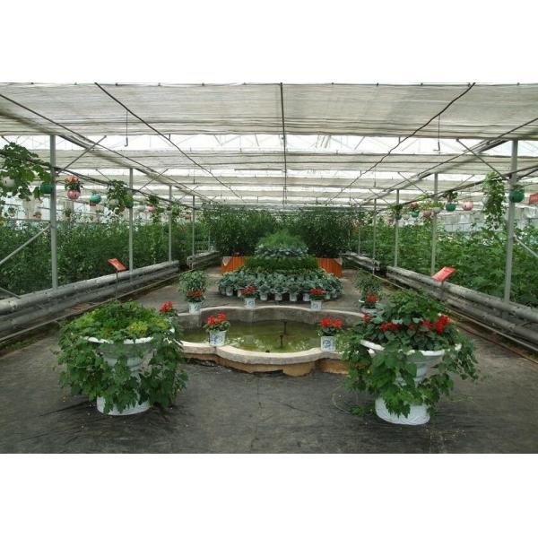 Alloy Transparent 9.6m Commercial Glass Greenhouse