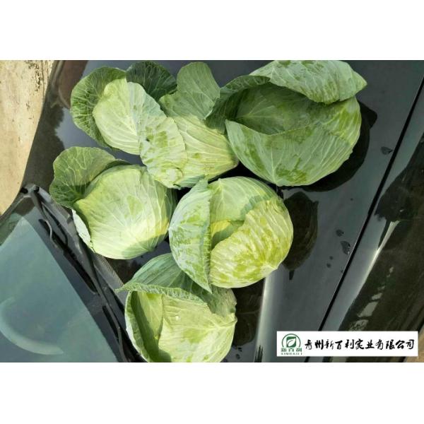 Natural Plant Flat Head Cabbage Improve Digestion Easy Store For Supermarket
