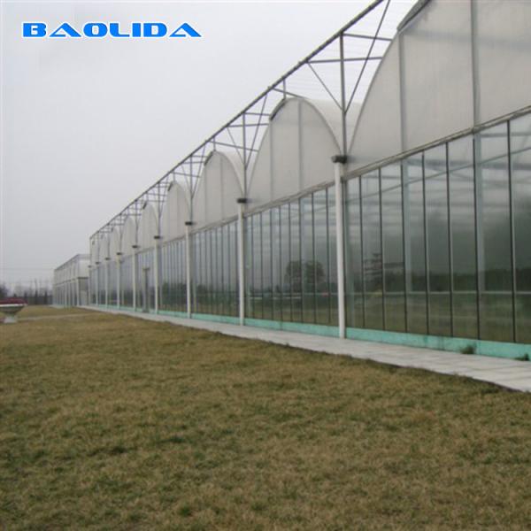 Tomato Poly Natural Plastic Film Greenhouse / Polyethylene Foil Greenhouse