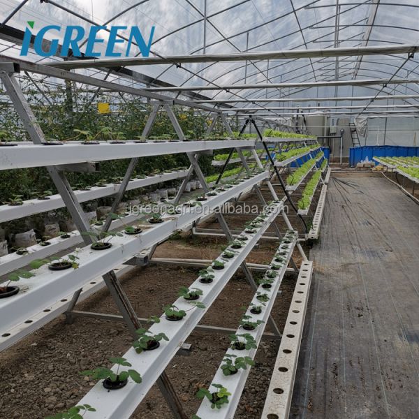 IGreen Multi-Span Agricultural Greenhouse with PE Film Cover Single Layer Customizable Size