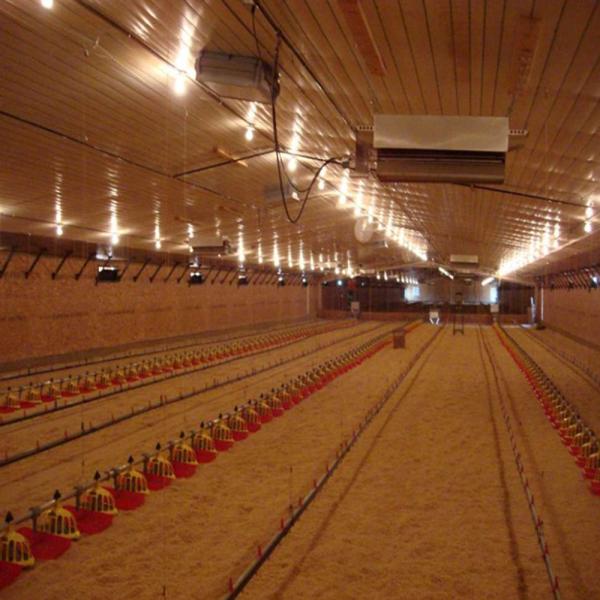 Estructura de acero modular totalmente automatizada Casa de aves de corral Incendiaria Edificios agrícolas prefabricados