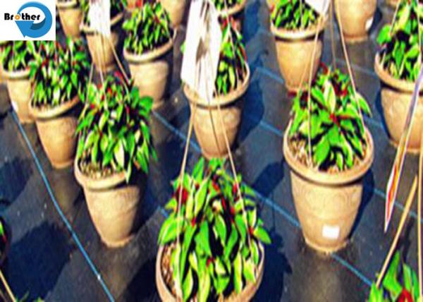 Heavy Duty Landscape Weed Control Fabric with Precut 6 Hole Spacing Perfect Gardening Weed Blocker Barrier Ground Cover