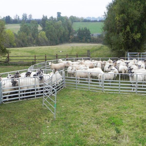 Vertical Pipe 50x50x2.0mm Farming Livestock Pens Welding Durable sheep fencing panels