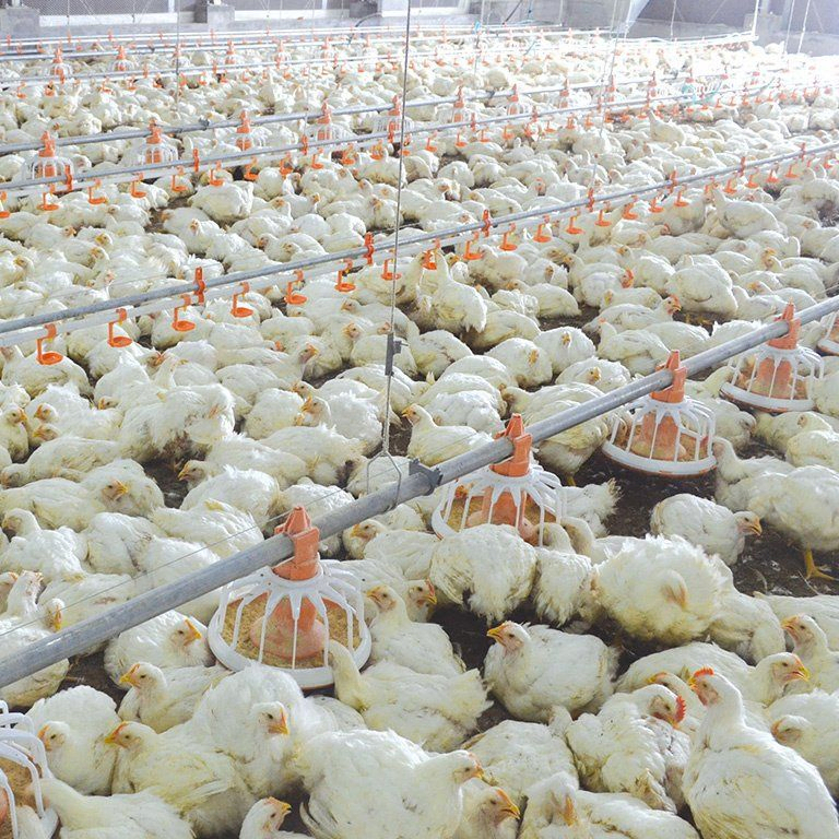 Hygienic Design Automatic Chicken Feeder System Anti Waste For Broiler Farms