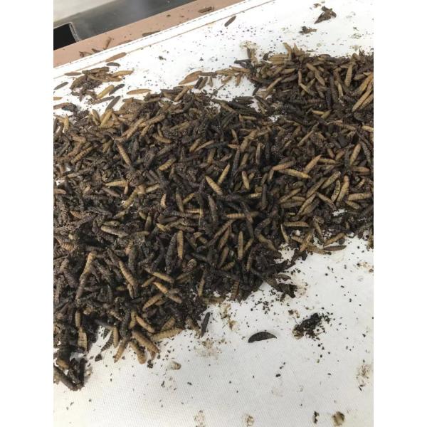 304 Stainless Steel Industrial Continuous Microwave Oven For Fly Larvae