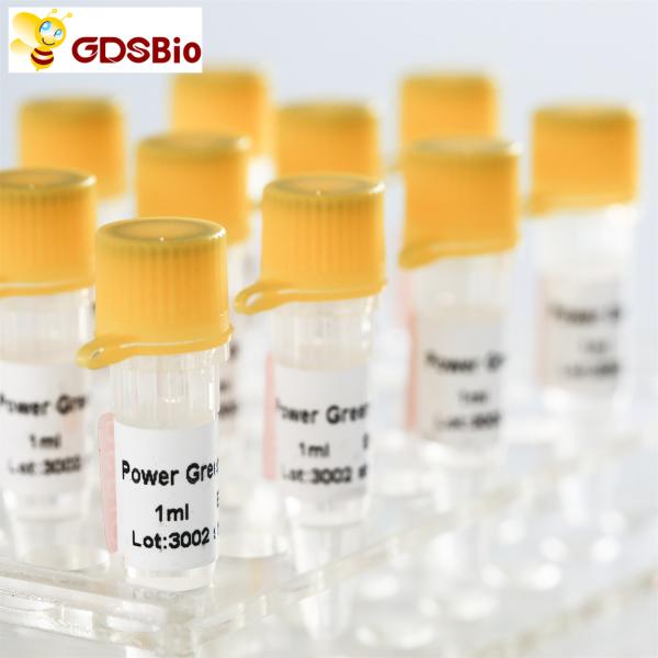 Power Green QPCR Mix Low ROX+ for ABI roche Real Time PCR 5ml