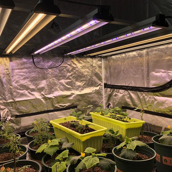 Вертикальное СИД 60w 4ft Veg растет огурец томата гидропоники светлого сада крытый