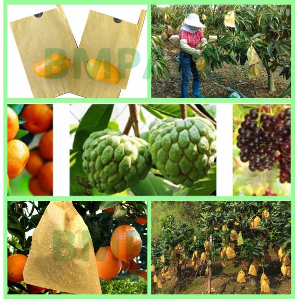 Papel de protección de frutas de manga de guava de 56 gramos, resistente al agua