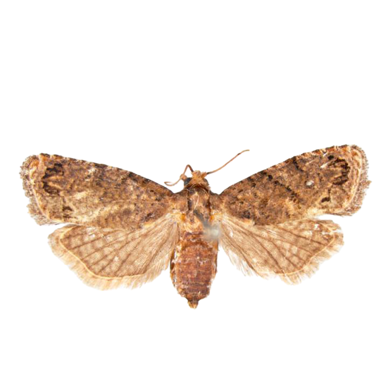 Pheromone Lure for Thaumatotibia leucotreta