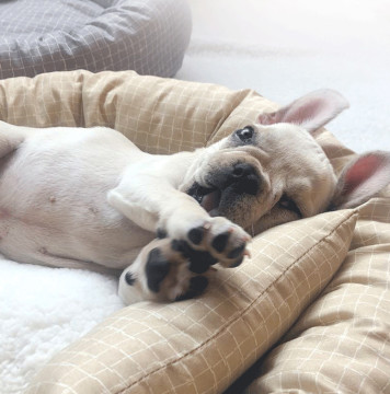 Indoor Luxury Round Faux Fur Washable Puppy Mattress For Medium Small Dogs Self Warming