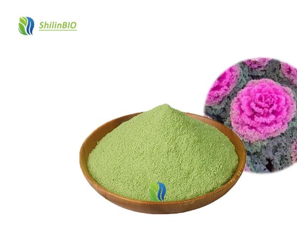 Bulk Kale Powder