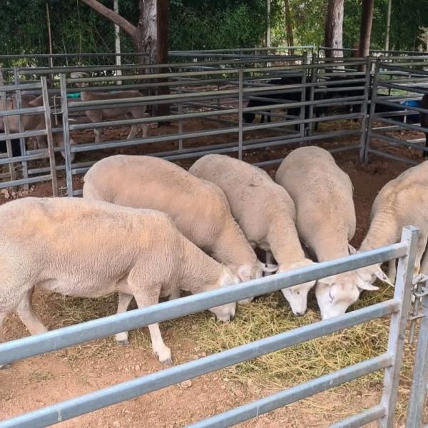 Hot Dipped Galvanized Livestock Sheep Fence Panel 12 Foot Australia Standard