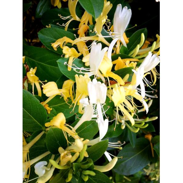 OEM ODM Jin Yin Hua Herbe Honeysuckle Médecine chinoise Réduit la chaleur interne