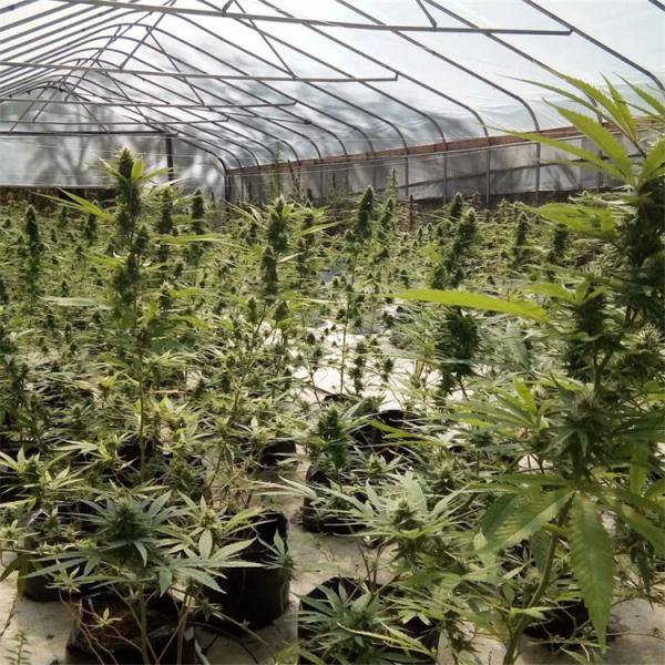 Hot Dip Galvanized Steel Exterior Light Deprivation Greenhouse ISO9001