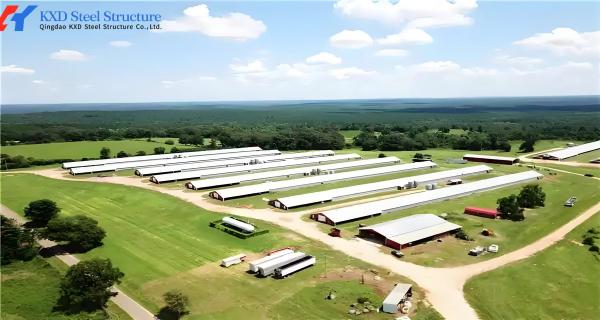 Steel Structure Broiler Chicken House with Automated Feeding System