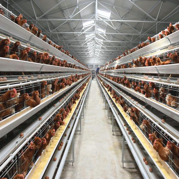 Q235 Standard Steel Layer Chicken Cage Hot Dipped Galvanized
