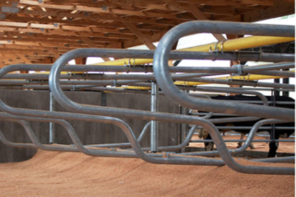 Single Row Type Galvanized Livestock Cow Free Stall