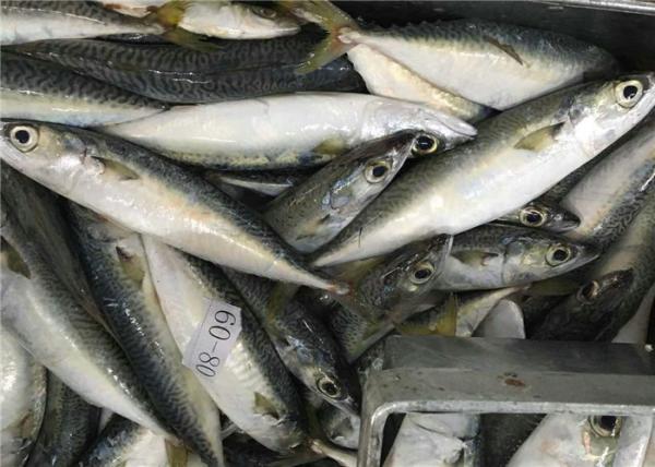 Cavala congelada fresca do mar delicioso inteiro do círculo 60g 80g