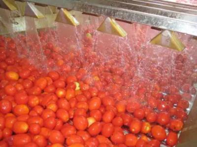 Linha de processamento fresca do molho da pasta do doce da ketchup de tomate