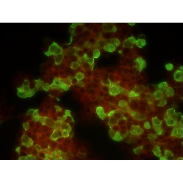 Fluorescence illumination for epi fluorescent