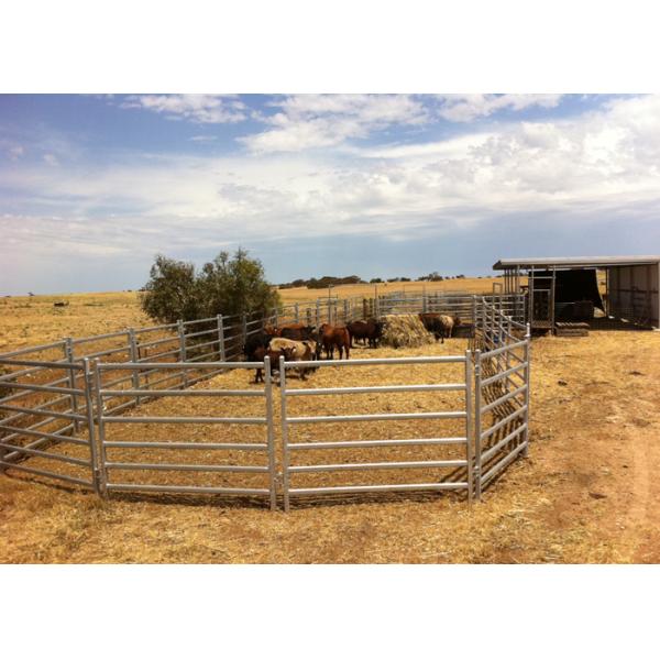1.5 X 2.1 M Cattle Yard Panels , Metal Cattle Panels Galvanized / Pvc Coated For Farm