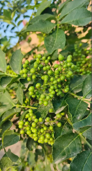 Chinese Sichuan Peppercorn | Natural Herb & Spice
Organically Grown, Intensely Fragrant and Aromatic