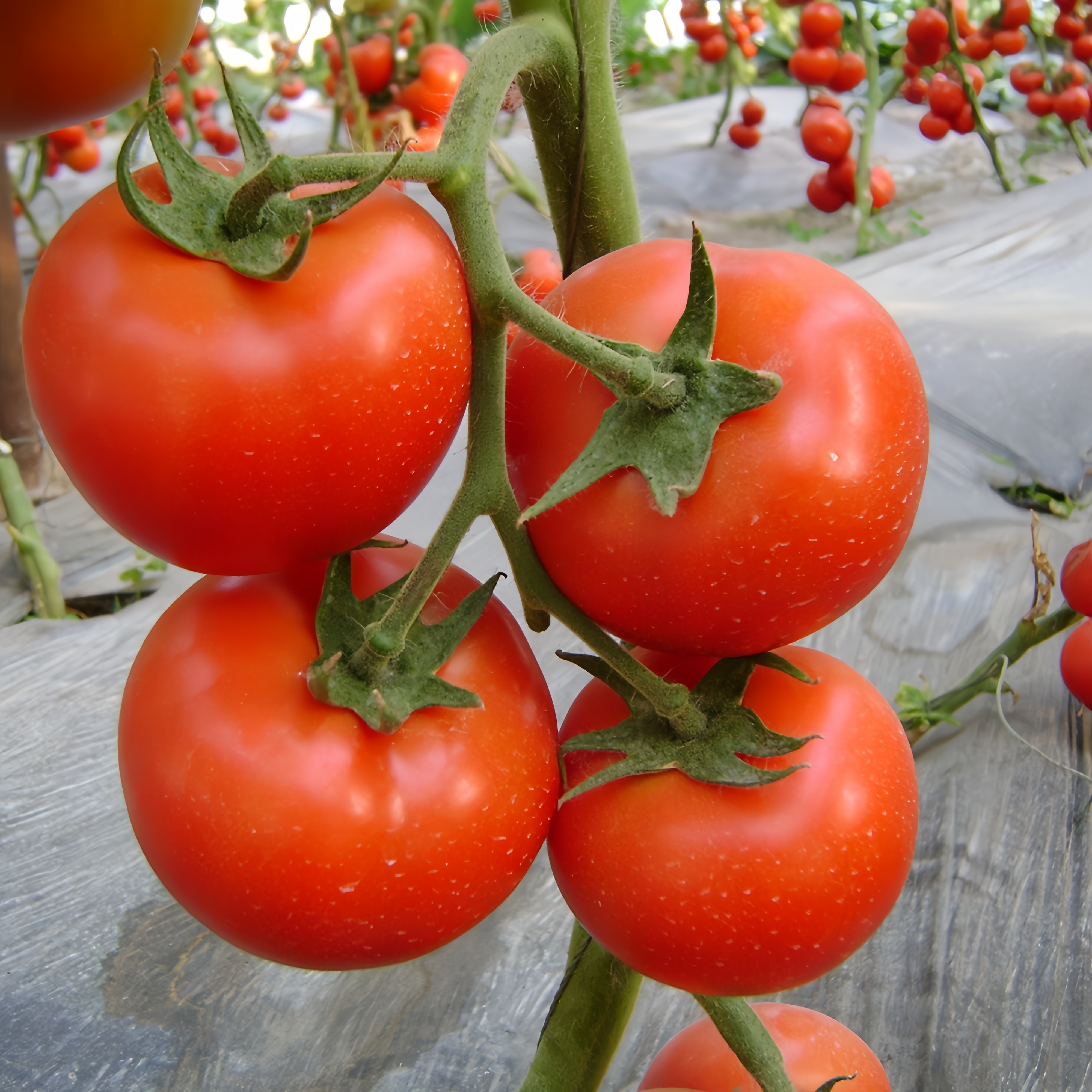 Kaiser Early Maturity F1 Determinate Hybrid Tomato Seeds Round Shape T06