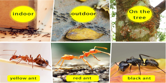 Естественный муравей 1% Hydramethylnon красный убивая порошок приманки в лужайках парков