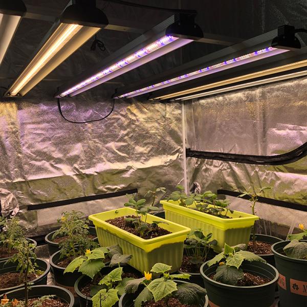 O diodo emissor de luz vertical de 60w 4ft Veg cresce o pepino interno do tomate da hidroponia do jardim claro