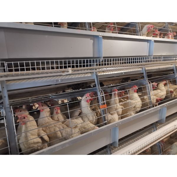 H Type Layer Chicken Cage with 20 Years Service Life for 54-216 Hens in 3-8 Tiers