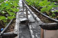 Sistema de cultivo vertical automático tomado partido do sistema hidropônico Soilless do PVC da escada