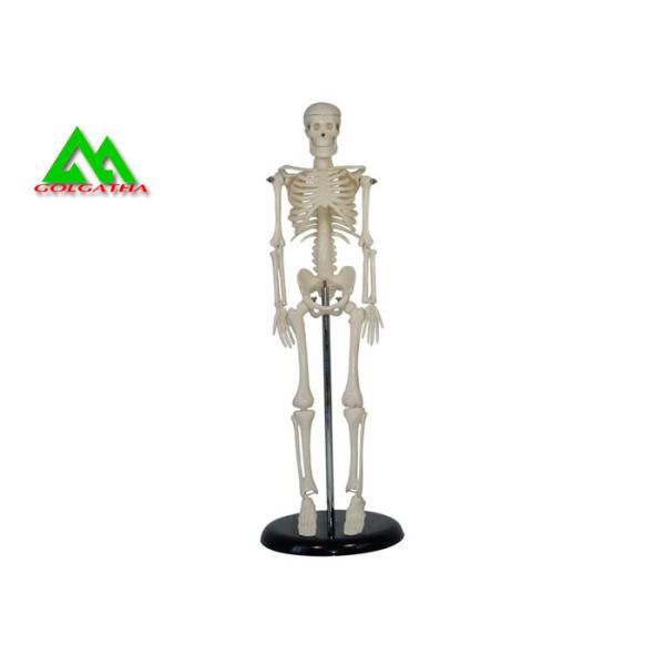 Life Size Medical Anatomical Human Skeleton Model 97 X 45.5 X 28cm