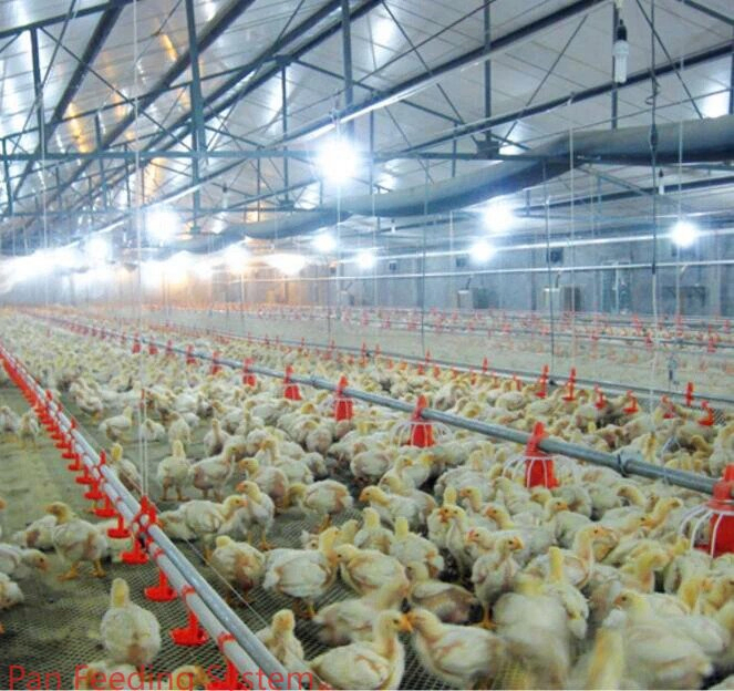 Easy Cleaning Poultry Farm Equipment Feed Saving PP Pan Feeding System For Broiler