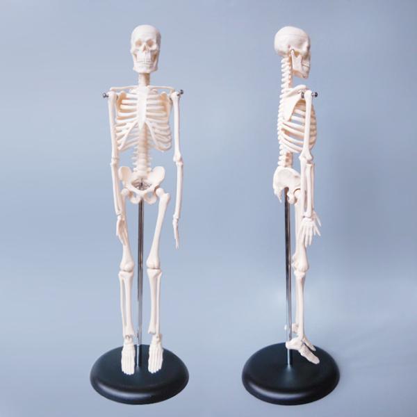 Medical Pvc Simulation 85cm Small Anatomical Skeleton Model