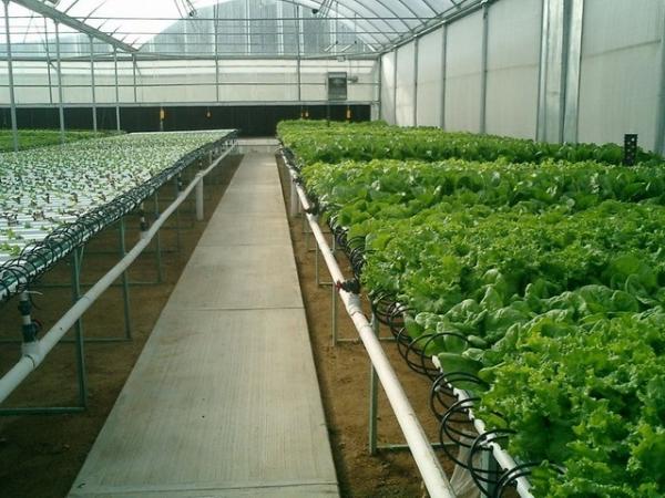 ABS Ebb And Flow Tray Greenhouse Benches Length 8ft 10ft 12ft Customized