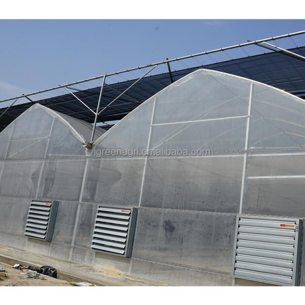 Tomato Growing Agricultural Equipment Roof Vent Free Multi Span Greenhouse