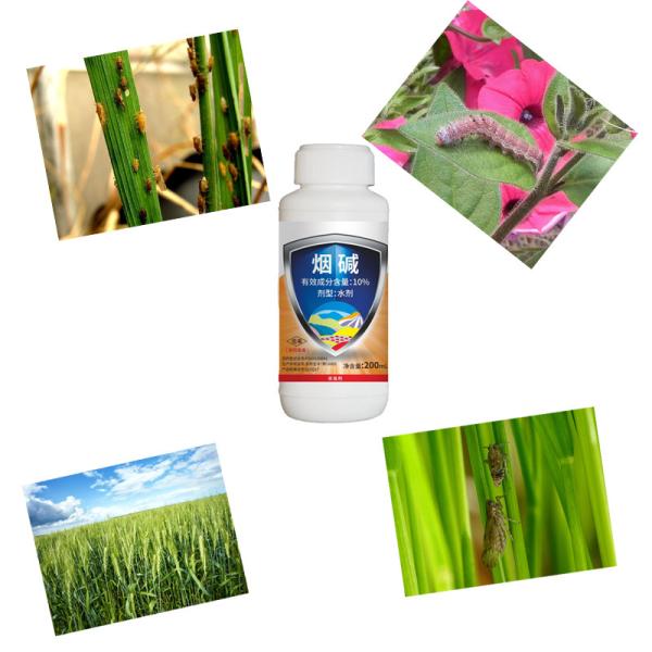 Natural 10% Nicotina AS Repolho Algodão Pesticidas de culturas de algodão Aphids Controle de gafanhotos