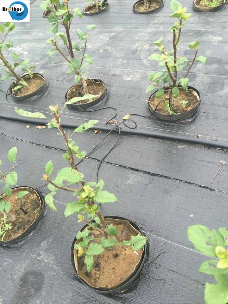 UV Treatment Agriculture Woven Anti Weed Mat Weed Control Ground Cover Fabric