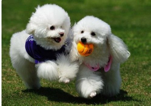 Methionine Chelated Zinc Feed Supplement with 35% Methionine and 15% Organic Zinc for Pet Nutrition Applications