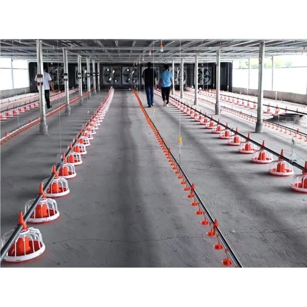 Fully Automated Poultry House Equipment with 50-Year Service Life and Food-Grade Drinking Fountain System