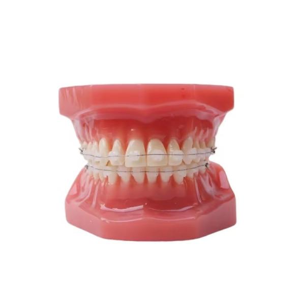 1Modèles de dents pour adultes pour la formation des étudiants en médecine dentaire