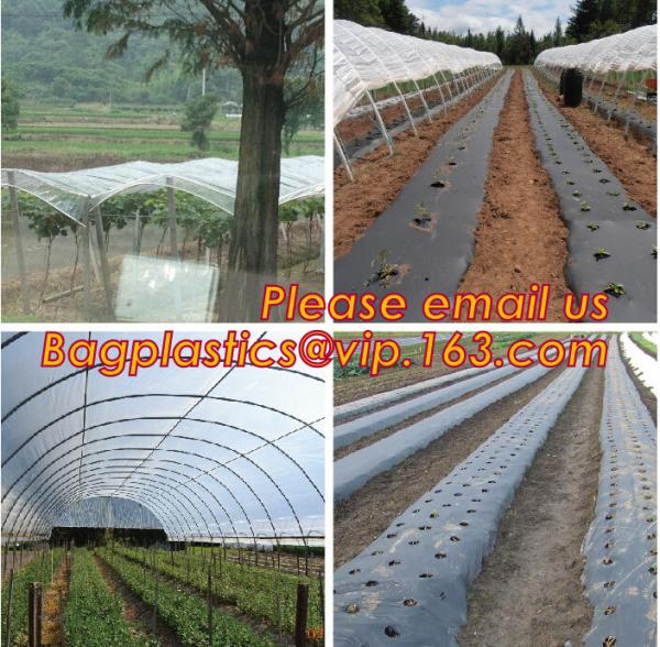 Perforated plastic mulch film save drilling troubles,perforated agricultural plastic mulch film,perforated white/black m