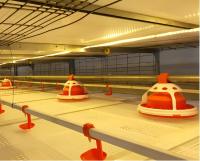 Modern Automatic Broiler Chicken Farming Equipment H Type Poultry Broiler Cage