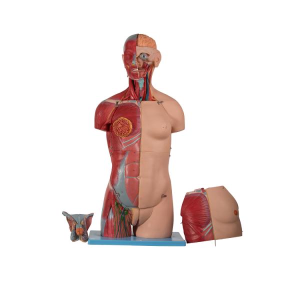 20 Parts Torso PVC Human Anatomical Model With Head Open