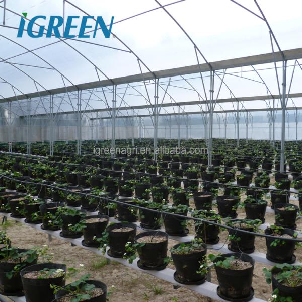 2m Column Commercial Vegetable Greenhouse with Rain Gutter