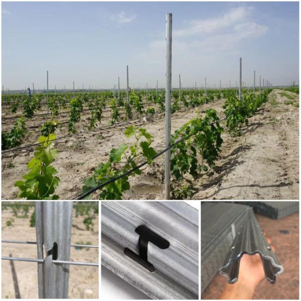 Galvanized Dragon Fruit Metal Post Vineyard Trellis Grape Stake for Orchard