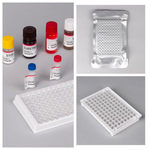 Biovantion 4th Generation HIV Ab Ag ELISA Kit with High Sensitivity and 96 Tests for Early Detection