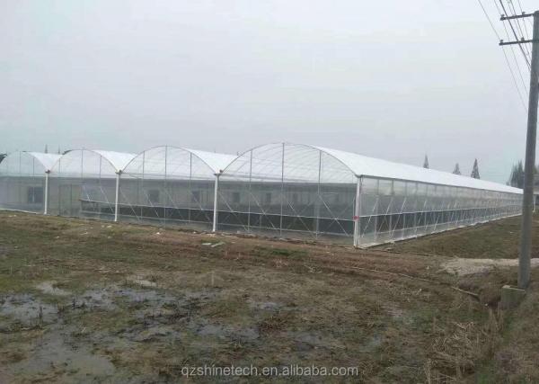Customizable Size Multi Span Agricultural Greenhouses With Hot Dip Galvanized Steel Tube