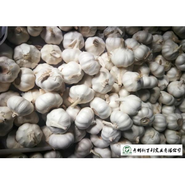 Reducing Bacteria Fresh Organic Garlic 9 Months Shelf Life Supply For Supermarket